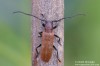 tesařík (Brouci), Anaesthetis testacea, Cerambycidae (Coleoptera)